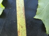 Thumbnail IMG_0395.JPG 
