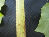 Thumbnail IMG_0396.JPG 