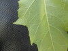 Thumbnail IMG_0397.JPG 