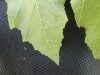 Thumbnail IMG_0398.JPG 