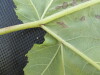 Thumbnail IMG_0399.JPG 