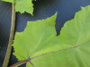 Thumbnail IMG_0400.JPG 