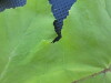 Thumbnail IMG_0402.JPG 