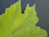 Thumbnail IMG_0403.JPG 