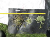 Thumbnail IMG_0404.JPG 