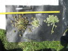 Thumbnail IMG_0405.JPG 