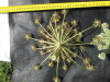 Thumbnail IMG_0406.JPG 