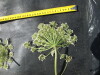 Thumbnail IMG_0407.JPG 