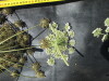 Thumbnail IMG_0408.JPG 