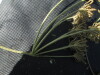 Thumbnail IMG_0409.JPG 