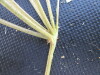 Thumbnail IMG_0410.JPG 