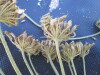 Thumbnail IMG_0411.JPG 