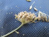 Thumbnail IMG_0412.JPG 