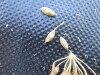 Thumbnail IMG_0413.JPG 