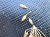 Thumbnail IMG_0414.JPG 