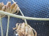 Thumbnail IMG_0417.JPG 