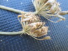 Thumbnail IMG_0418.JPG 