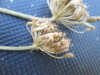 Thumbnail IMG_0419.JPG 