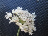 Thumbnail IMG_0421.JPG 