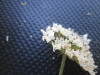 Thumbnail IMG_0422.JPG 