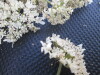 Thumbnail IMG_0423.JPG 