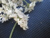 Thumbnail IMG_0424.JPG 