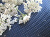 Thumbnail IMG_0425.JPG 