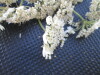 Thumbnail IMG_0426.JPG 