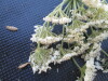 Thumbnail IMG_0427.JPG 