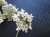 Thumbnail IMG_0428.JPG 