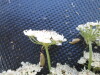 Thumbnail IMG_0430.JPG 