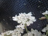 Thumbnail IMG_0431.JPG 