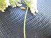 Thumbnail IMG_0432.JPG 