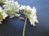 Thumbnail IMG_0433.JPG 