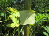 Thumbnail IMG_0195.JPG 
