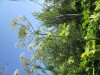 Thumbnail IMG_0198.JPG 