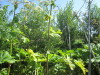 Thumbnail IMG_0199.JPG 