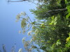 Thumbnail IMG_0200.JPG 