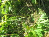 Thumbnail IMG_0201.JPG 