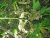 Thumbnail IMG_0202.JPG 