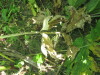 Thumbnail IMG_0203.JPG 