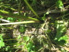 Thumbnail IMG_0204.JPG 
