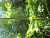 Thumbnail IMG_0205.JPG 