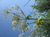 Thumbnail IMG_0206.JPG 