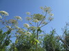 Thumbnail IMG_0207.JPG 