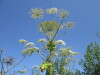 Thumbnail IMG_0208.JPG 