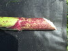 Thumbnail IMG_0315.JPG 
