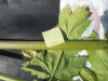 Thumbnail IMG_0317.JPG 