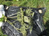 Thumbnail IMG_0318.JPG 