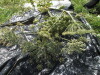 Thumbnail IMG_0319.JPG 